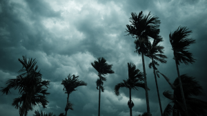 Palm trees blowing in wind against a dark, cloudy sky